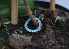 The breeder protector ring of DHMI was introduced at the IPM 2019. Developed by D.H.M.I together with Lannes & Fils this ring has several purposes. "It has quite the same function as the labels: focusing on valuing up and identifying the product, in this case, Diamantina range, informing the consumer and by the way enabling observation of potential illegal propagation or eventual fraudulent activities. It proves also that the growers paid the license." The major difference to license labels is, that the Breeder Protector ring can’t start a life of its own after using it.